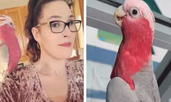 bird-was-finally-released-after-being-detained-by-customs-for-three-months