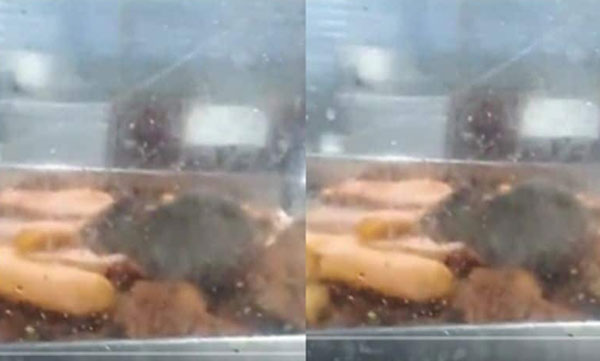 Rat eats food in hospital canteen: Canteen closed after video surfaced