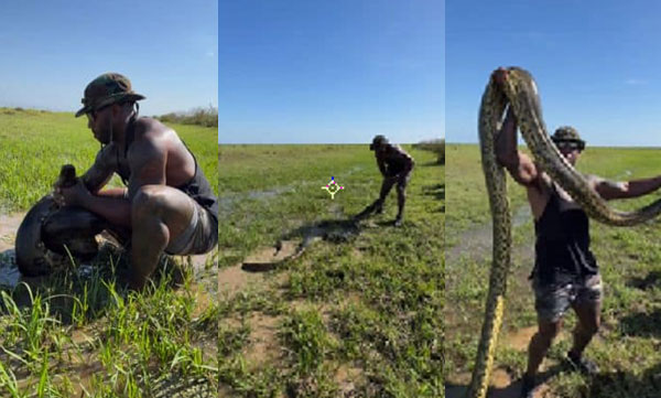 A young man picks up a huge anaconda with his hands: Shocking footage is out.