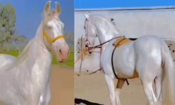 What a beauty! Is it a horse or a wax figure? A video that took social media by storm