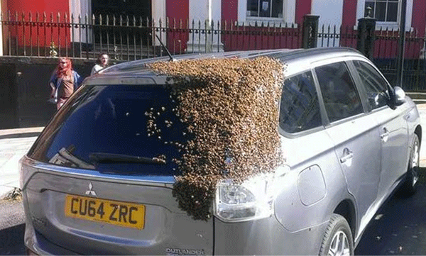 The car was chased by tens of thousands of bees for two days: an incident that remains unanswered to this day.