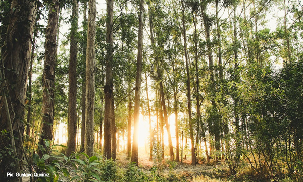 Private sandalwood plantations will be encouraged; sale The process will be simplified