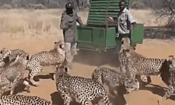 Are you brave enough to do this job? Young people feeding cheetahs, netizens shocked by the video