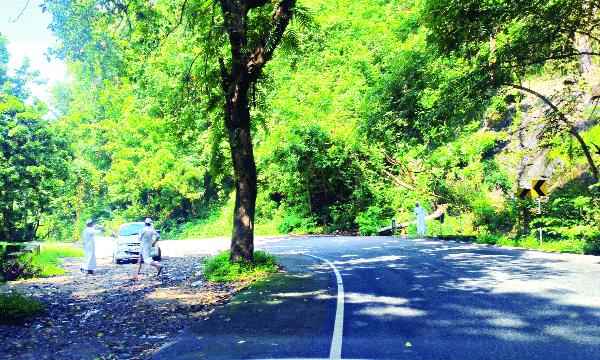 trees in the middle of highway