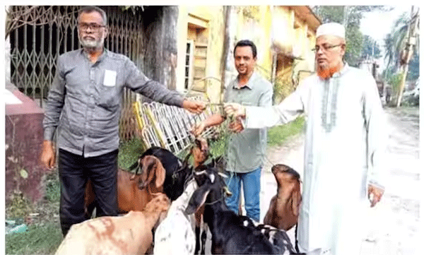 goats-who-were-sentenced-to-a-year-in-prison-for-eating-grass-on-the-graveyard-were-released-from-prison