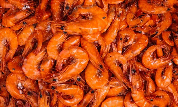 oman imposes ban on shrimp fishing and trading