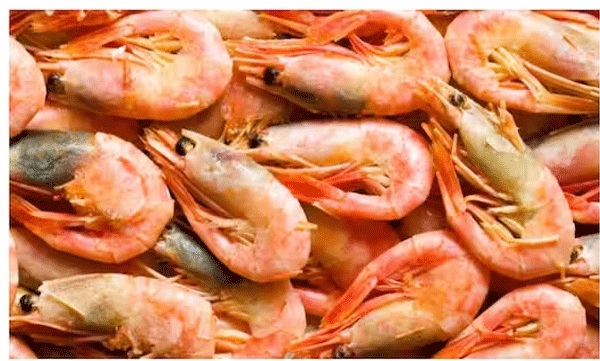oman-imposes-ban-on-shrimp-fishing-and-trading