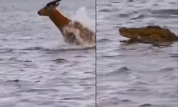 The man jumped through the water: the crocodile followed him, finally what happened...