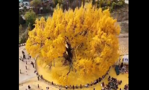 So.. Beautiful..: Did you see this 800 year old tree in Korea? Netizens say it is the most beautiful tree in the world