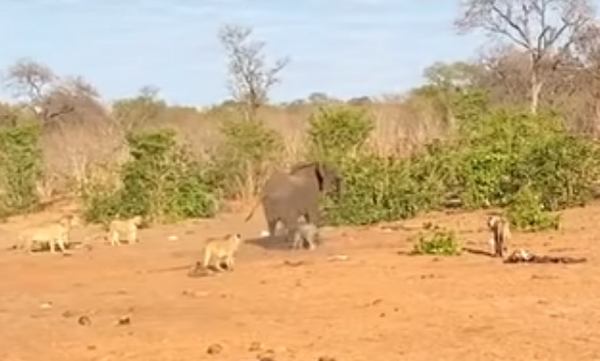 
This sight is heartbreaking! A pack of lions rushed to the side of the cubs, and the mother was helpless