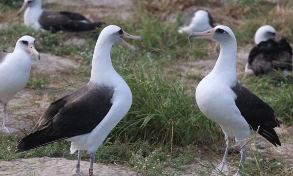 This is the longest lived bird in the world: it died at the age of 120
