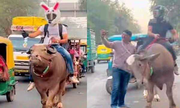 
Youth protests by climbing outside of buffalo after petrol price hike: Video goes viral