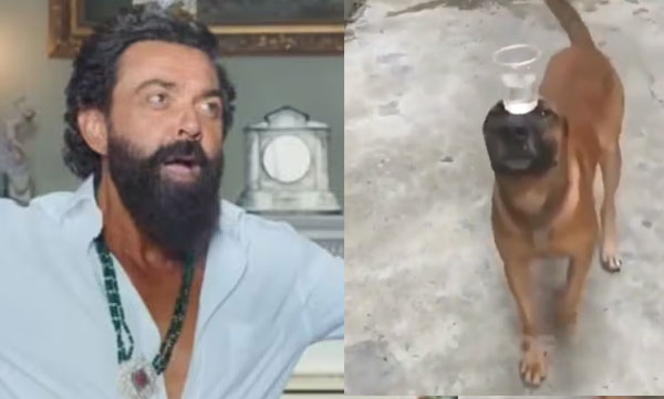 What's this: Dog reenacts Jamal Kudu's scenes from 'Animal', hilarious video goes viral