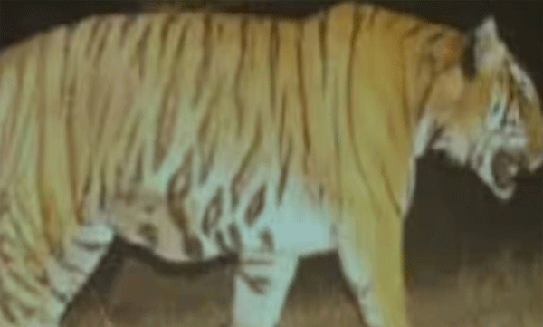 tiger-caught-in-wayanad