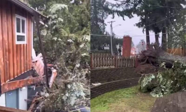 The tree fell: the massive house collapsed, shaking scenes outside