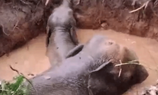 An elephant and a calf fell into a well