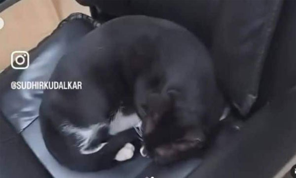 Cat sleeping peacefully on senior police officer's chair: Hilarious video goes viral