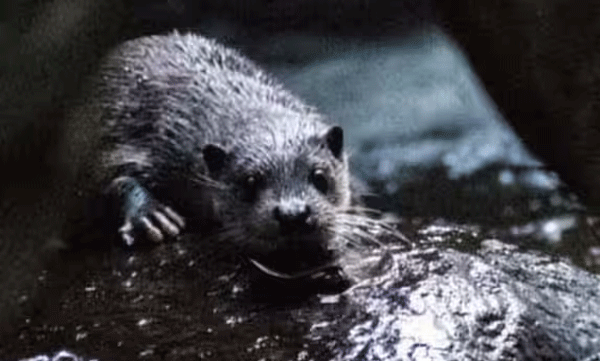 research-spots-eurasian-otter-in-chinnar-wildlife-sanctuary