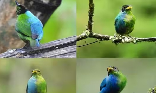 half-male-half-female-extremely-rare-green-honeycreeper-found