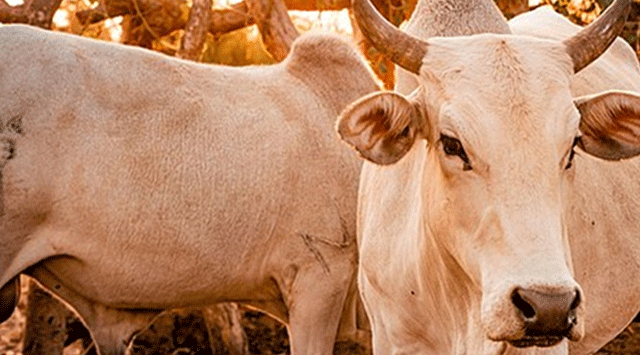 Five dairy cows of a dairy farmer are in critical condition
