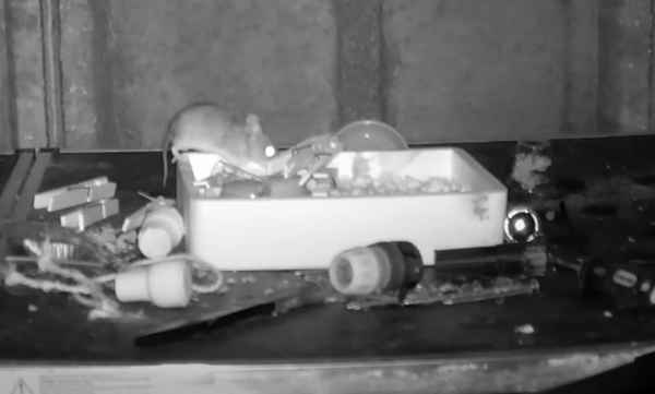 social-media-was-shocked-to-see-the-mouse-cleaning-the-table-in-the-video