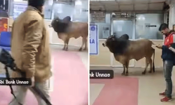 video-of-bull-entering-sbi-branch-goes-viral