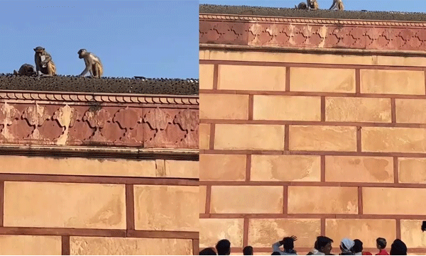 Monkey smashing the iPhone; The owner made a deal to get it back; The video went viral