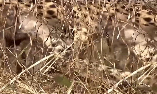 Jwala in Kuno National Park gave birth to three cubs