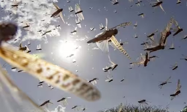 locust-menace-india-sends-pesticides-to-afghanistan