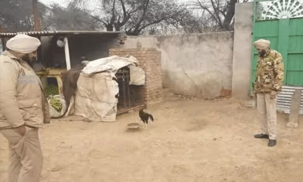 a-chicken-from-punjab-is-in-police-protection