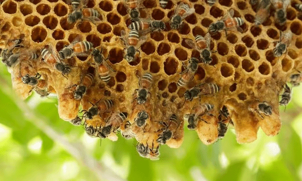 6-injured-in-bee-sting-and-hospitalized