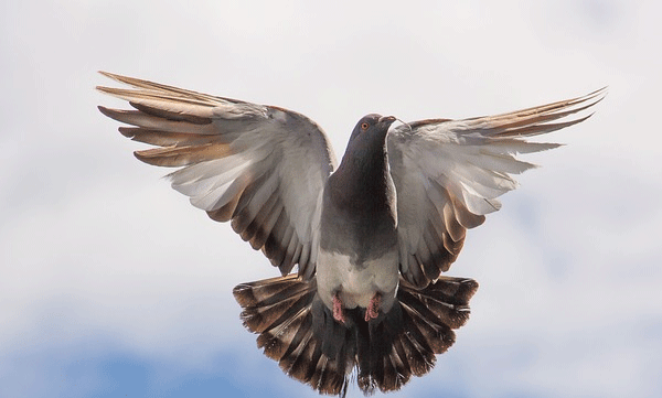 Pigeon released after eight months in custody on espionage charges