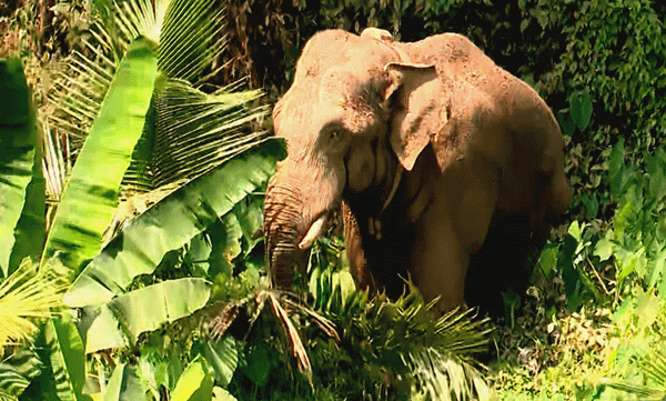 wild-elephant-stir-safety-concerns-district-collector-calls-in-experts