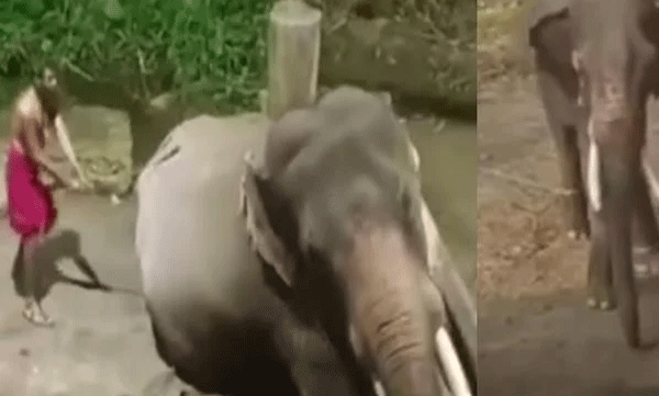 after-the-footage-of-elephants-being-beaten-in-guruvayur-elephant-camp-came-out-two-mahouts-suspended
