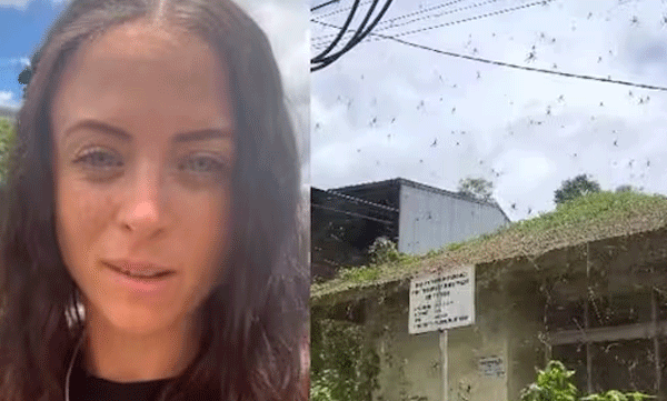 massive-spider-colony-in-bali-viral-video