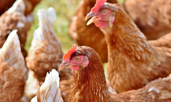 30-thieves-steals-133-ton-chicken-in-cuba