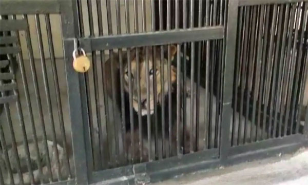 Man Enters Lion Enclosure In Zoo Mauled To Death