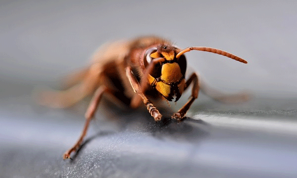 A bee attacked the wedding guests; 12 people injured in incident in Madhya Pradesh