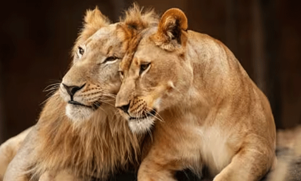 akbar-seetha-lion-controversy-will-seetha-s-name-be-changed-petition-will-be-heard-today-