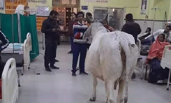 stray-bull-in-raebareli-district-hospital