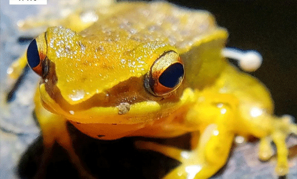 frog-with-mushroom-growing-on-body-found