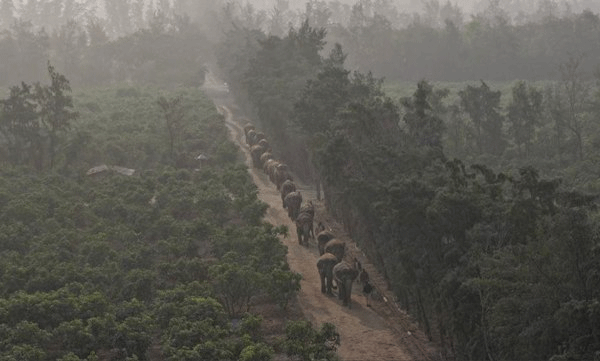 Treatment and rehabilitation of injured animals; Reliance 'Vantara' with comprehensive animal welfare