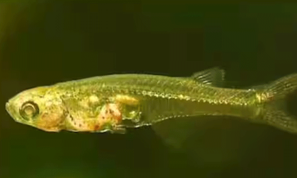 viral-video-world-s-smallest-fish-daniella-cerebrum-s-sound-like-a-gunshot