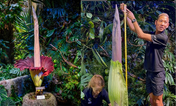 bloom-the-corpse-flower-crowded-to-enjoy-the-pungent-smell-san-francisco