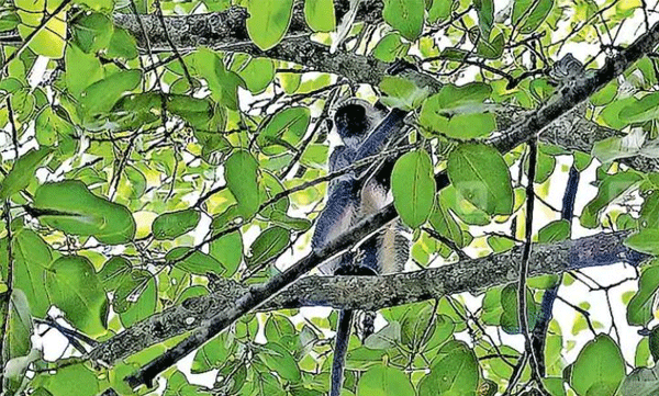 hanuman-monkey-gave-birth-thiruvananthapuram-zoo