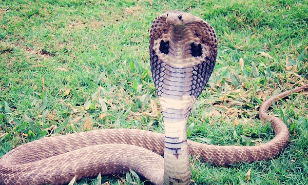 The adventure of a young man shouldering a cobra; Then he got bitten