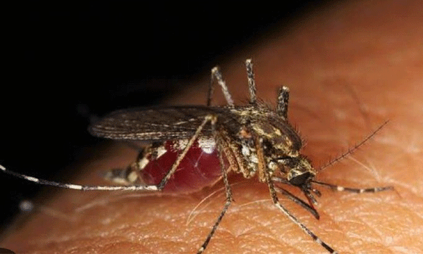 Dengue cases are increasing in Ernakulam, Palakkad, Thiruvananthapuram and Kollam districts; HotSports will be published