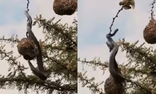 birds-attacking-snake-try-to-steal-egg