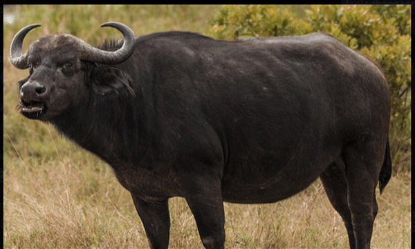 
An order was issued to burn and kill the wild buffalo that had taken the life of the Kakkayat farmer