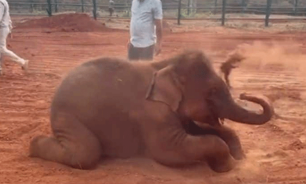 video-of-the-baby-elephant-bathing-in-dust-caught-the-attention-of-the-audience